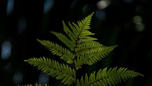 Preview wallpaper fern, sheet, plant, carved, macro, blur