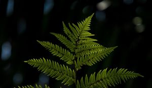 Preview wallpaper fern, sheet, plant, carved, macro, blur