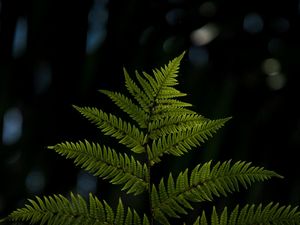 Preview wallpaper fern, sheet, plant, carved, macro, blur