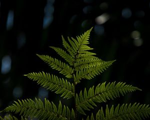 Preview wallpaper fern, sheet, plant, carved, macro, blur