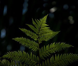 Preview wallpaper fern, sheet, plant, carved, macro, blur