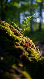 Preview wallpaper fern, sprout, moss, macro, forest