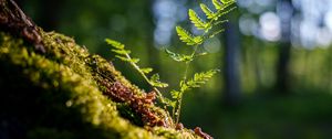 Preview wallpaper fern, sprout, moss, macro, forest