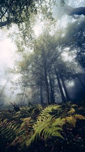 Preview wallpaper fern, trees, forest, nature, fog