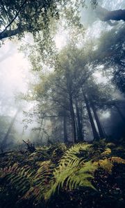 Preview wallpaper fern, trees, forest, nature, fog