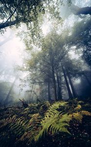 Preview wallpaper fern, trees, forest, nature, fog