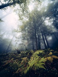 Preview wallpaper fern, trees, forest, nature, fog