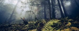 Preview wallpaper fern, trees, forest, nature, fog