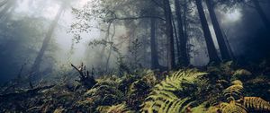 Preview wallpaper fern, trees, forest, nature, fog