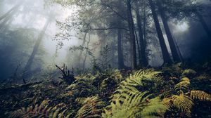 Preview wallpaper fern, trees, forest, nature, fog