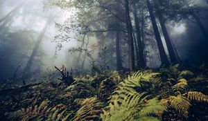 Preview wallpaper fern, trees, forest, nature, fog