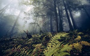 Preview wallpaper fern, trees, forest, nature, fog