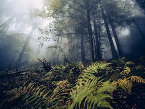 Preview wallpaper fern, trees, forest, nature, fog