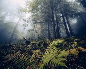 Preview wallpaper fern, trees, forest, nature, fog