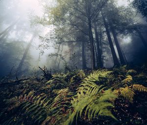 Preview wallpaper fern, trees, forest, nature, fog