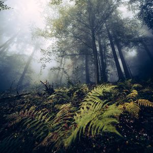 Preview wallpaper fern, trees, forest, nature, fog