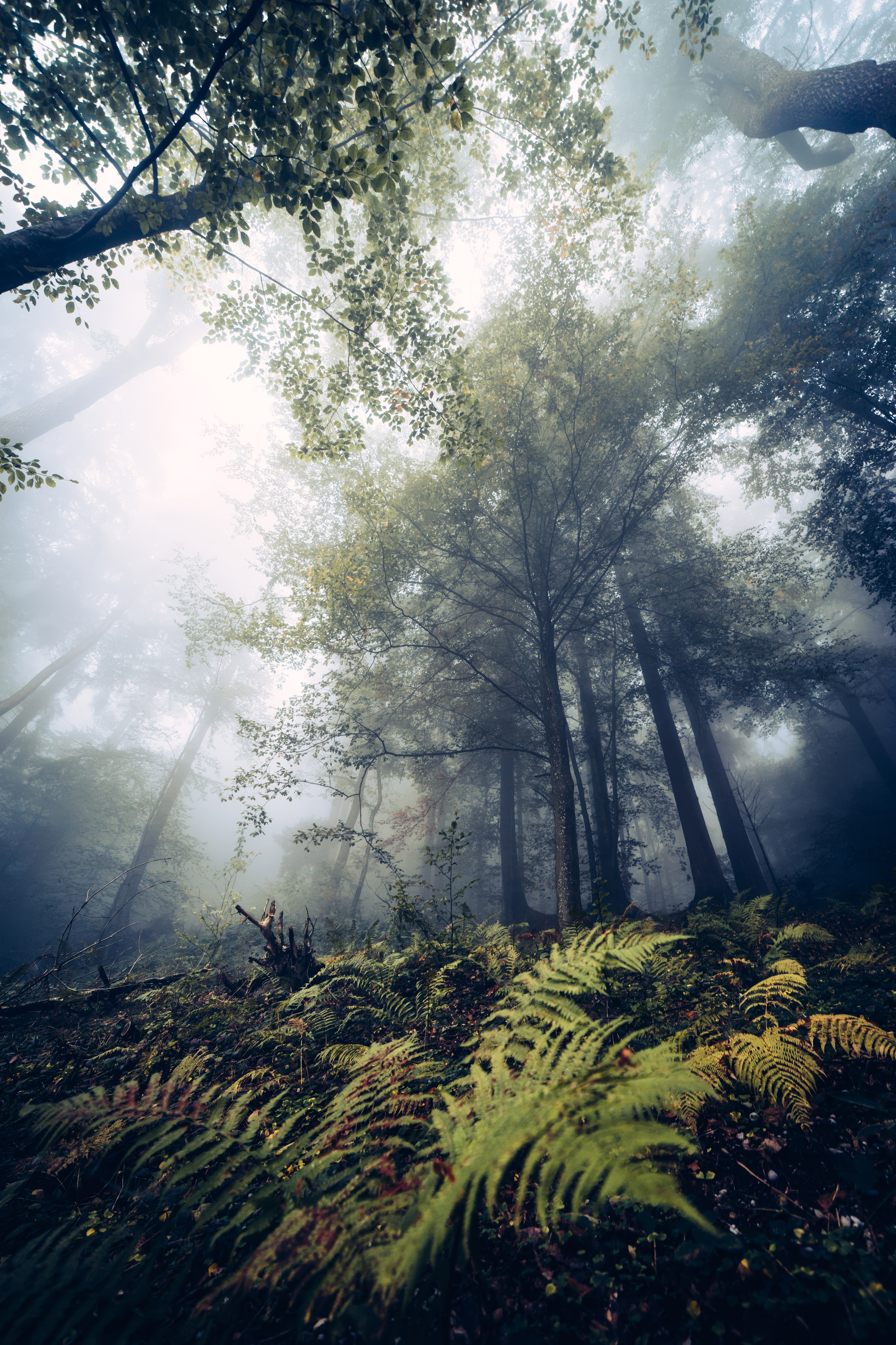 4320x6480 Wallpaper fern, trees, forest, nature, fog
