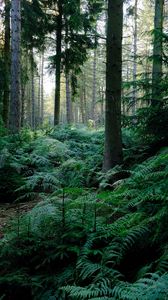 Preview wallpaper fern, trees, forest