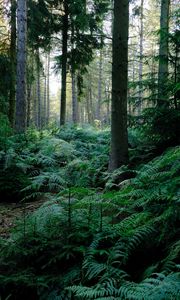 Preview wallpaper fern, trees, forest