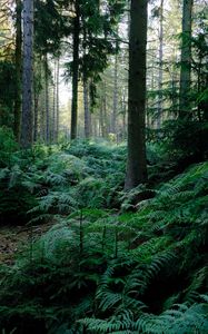 Preview wallpaper fern, trees, forest