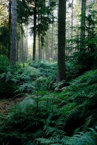 Preview wallpaper fern, trees, forest