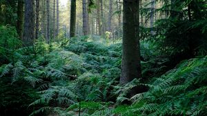 Preview wallpaper fern, trees, forest