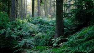 Preview wallpaper fern, trees, forest