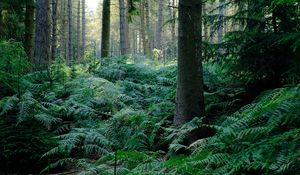 Preview wallpaper fern, trees, forest