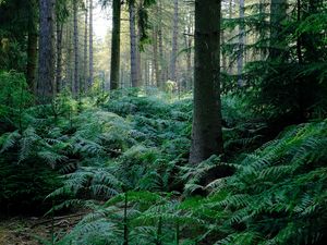 Preview wallpaper fern, trees, forest