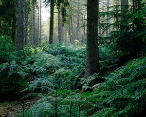 Preview wallpaper fern, trees, forest