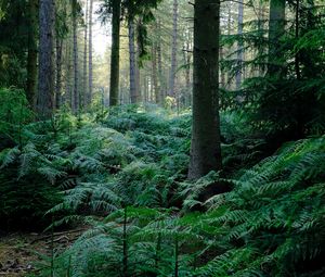 Preview wallpaper fern, trees, forest