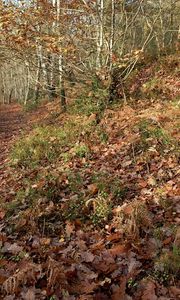 Preview wallpaper fern, wood, autumn, leaves, oak, tracks
