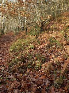 Preview wallpaper fern, wood, autumn, leaves, oak, tracks