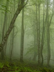 Preview wallpaper fern, wood, haze, trunks