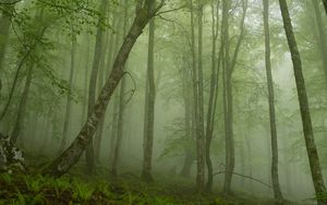 Preview wallpaper fern, wood, haze, trunks