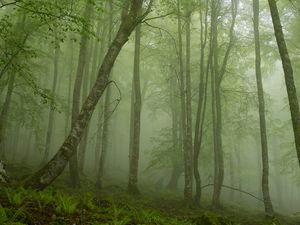 Preview wallpaper fern, wood, haze, trunks