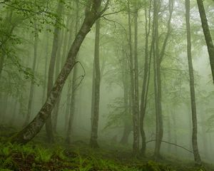 Preview wallpaper fern, wood, haze, trunks