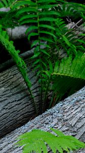 Preview wallpaper fern, wood, plant