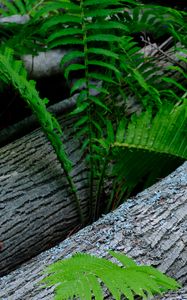 Preview wallpaper fern, wood, plant