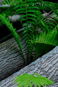 Preview wallpaper fern, wood, plant