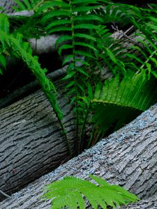 Preview wallpaper fern, wood, plant