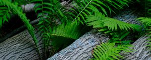 Preview wallpaper fern, wood, plant