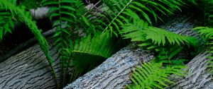 Preview wallpaper fern, wood, plant