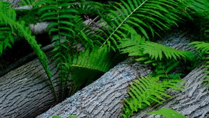 Preview wallpaper fern, wood, plant