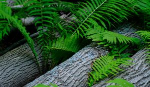 Preview wallpaper fern, wood, plant