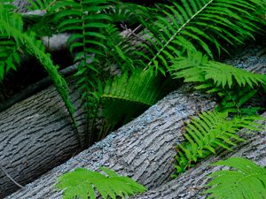 Preview wallpaper fern, wood, plant