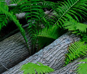 Preview wallpaper fern, wood, plant