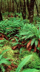 Preview wallpaper fern, wood, vegetation, greens, variety