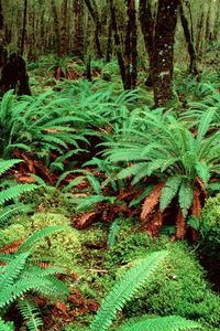 Preview wallpaper fern, wood, vegetation, greens, variety