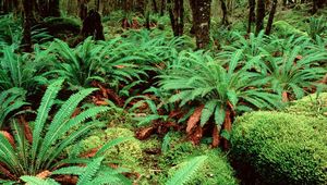 Preview wallpaper fern, wood, vegetation, greens, variety